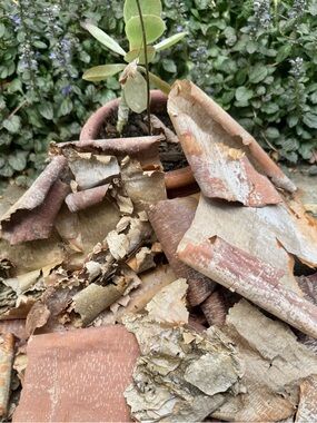 Beautifully Textured Natural River Birch Bark